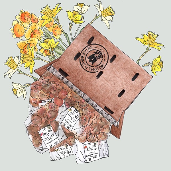 Narcissico: 4×10 verwilderbare narcissenbollen