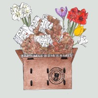 Bloembollenpakket Urban Gardening