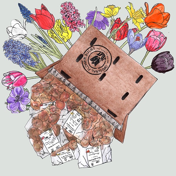 Jumbo: 290 verschillende bloembollen