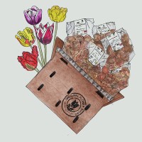 Gouden Eeuw: 5×10 eeuwenoude tulpenbollen