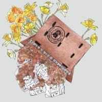 Narcissico: 4×10 verwilderbare narcissenbollen