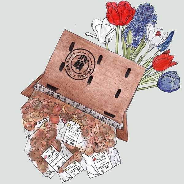 Bloembollenpakket Rood-wit-blauw