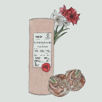 Amaryllis kraftkoker kerstgeschenk