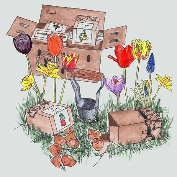 Bloembollenpakket Kraft 2